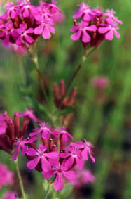 Atocion armeria